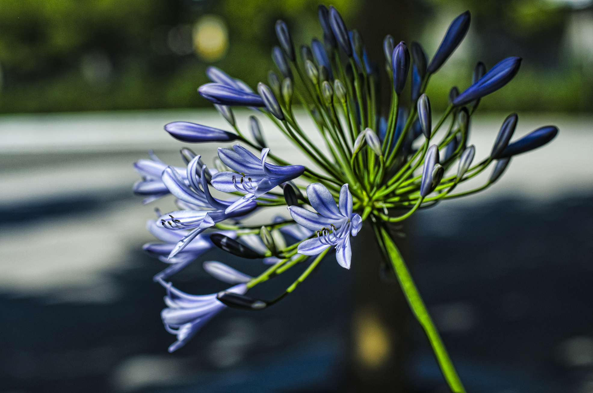 flor violeta