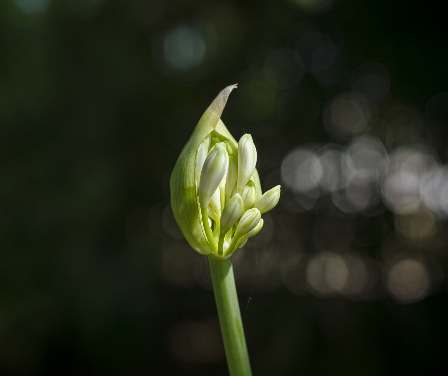 capullo verde