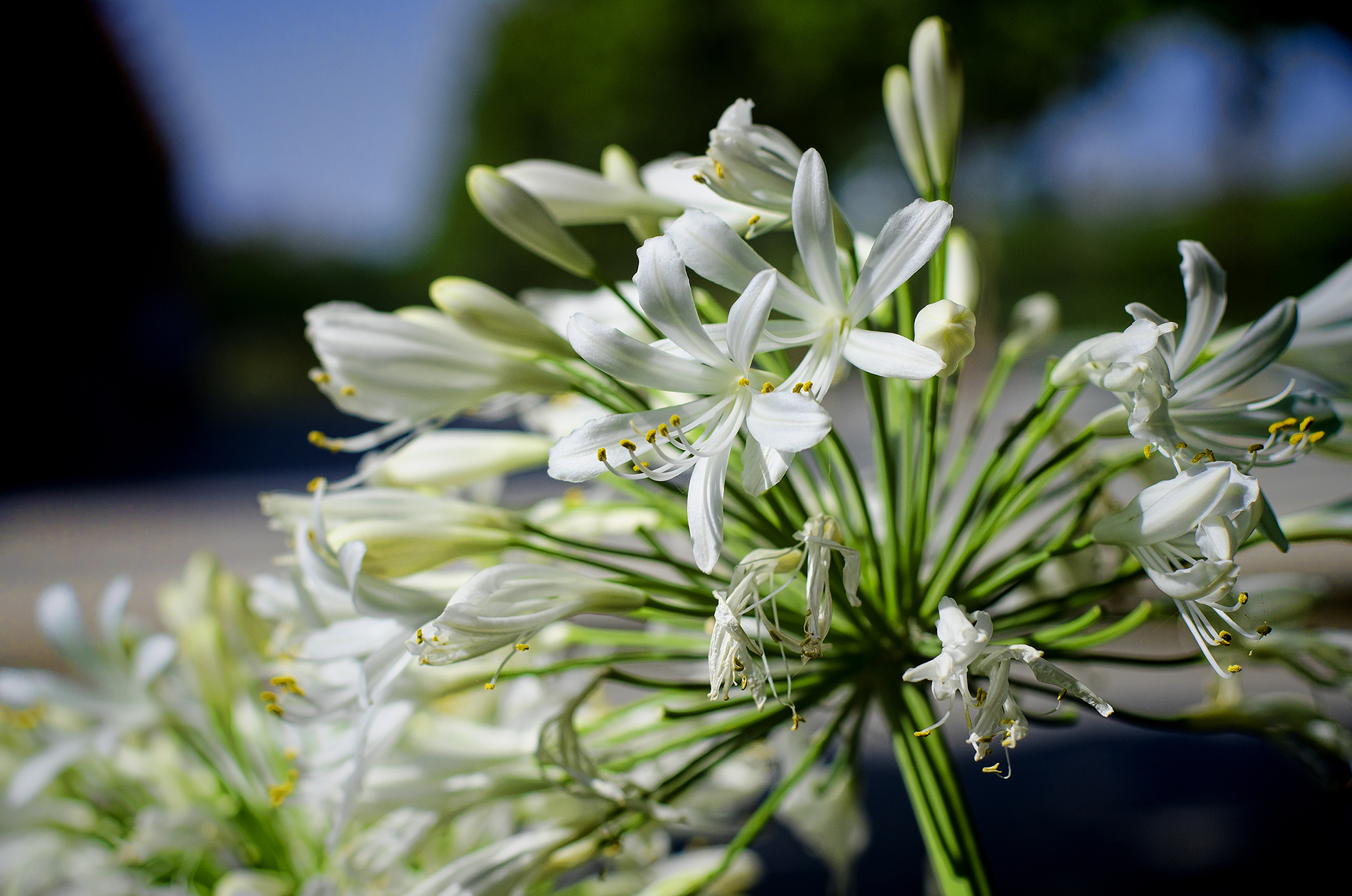 flor blanca